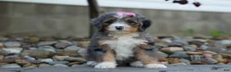 Mini Bernedoodle dogs for sale: 🐾 Primrose 🐾 - Ad 8