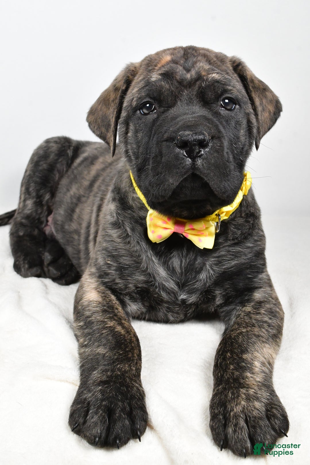 English Mastiff dogs for sale: Sheldon - Ad 4