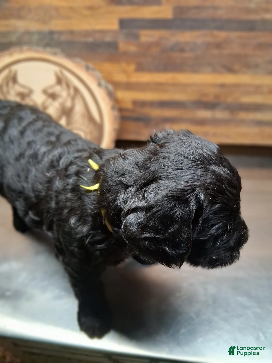 Giant Schnauzer dogs for sale: Onyx - Ad 2
