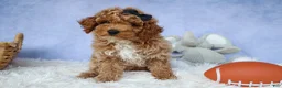 Miniature Poodle dogs for sale: WADE - Ad 16
