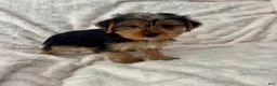Yorkshire Terrier dogs for sale: Billy - Ad 3