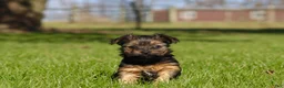 Yorkshire Terrier dogs for sale: Raven - Ad 13