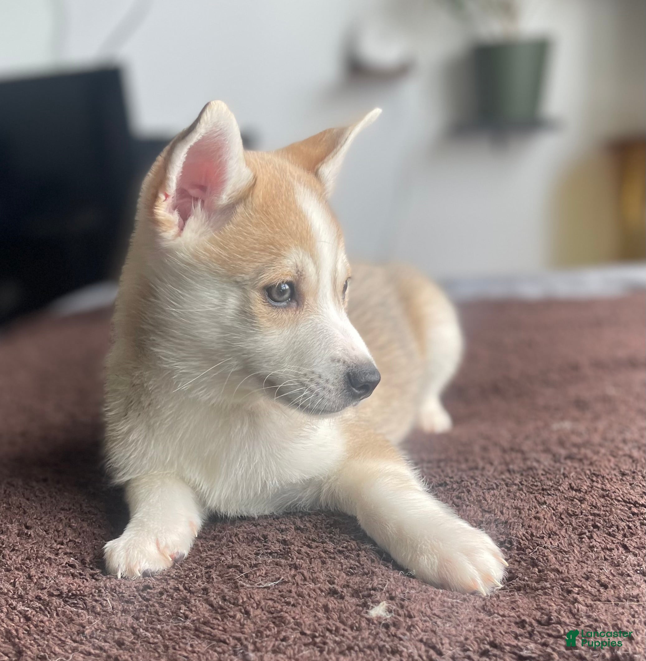 Alaskan Klee Kai dogs Vermithor (The Bronze Fury) - Ad 1