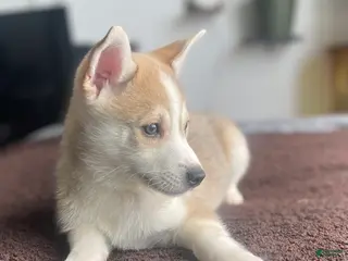 Alaskan Klee Kai dogs Vermithor (The Bronze Fury) - Ad 2