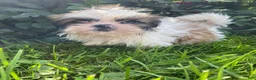 Shih Tzu dogs for sale: Max - Ad 9