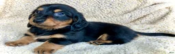Miniature Dachshund dogs for sale: CHEESE CHEESE AND MORE CHEESE - Ad 6