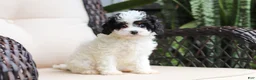 Cavapoo dogs for sale: Joy - Ad 3