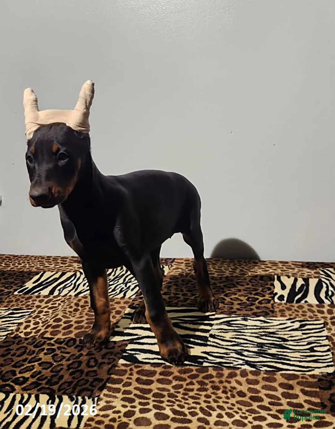 Doberman Pinscher dogs for sale: Rita - Ad 4