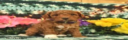 Mini Goldendoodle dogs for sale: Champion  - Ad 2