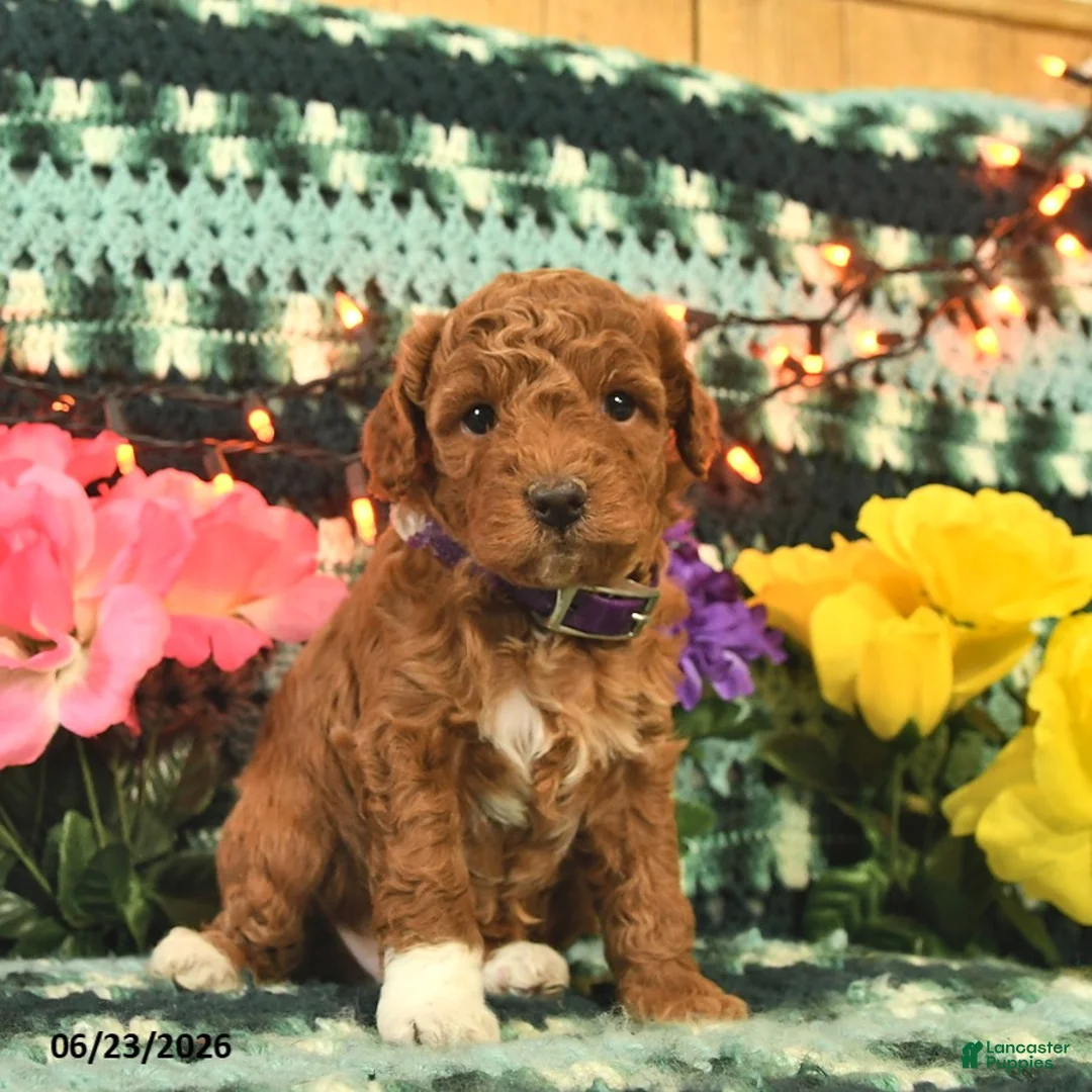 Mini Goldendoodle dogs for sale: Champion  - Ad 2
