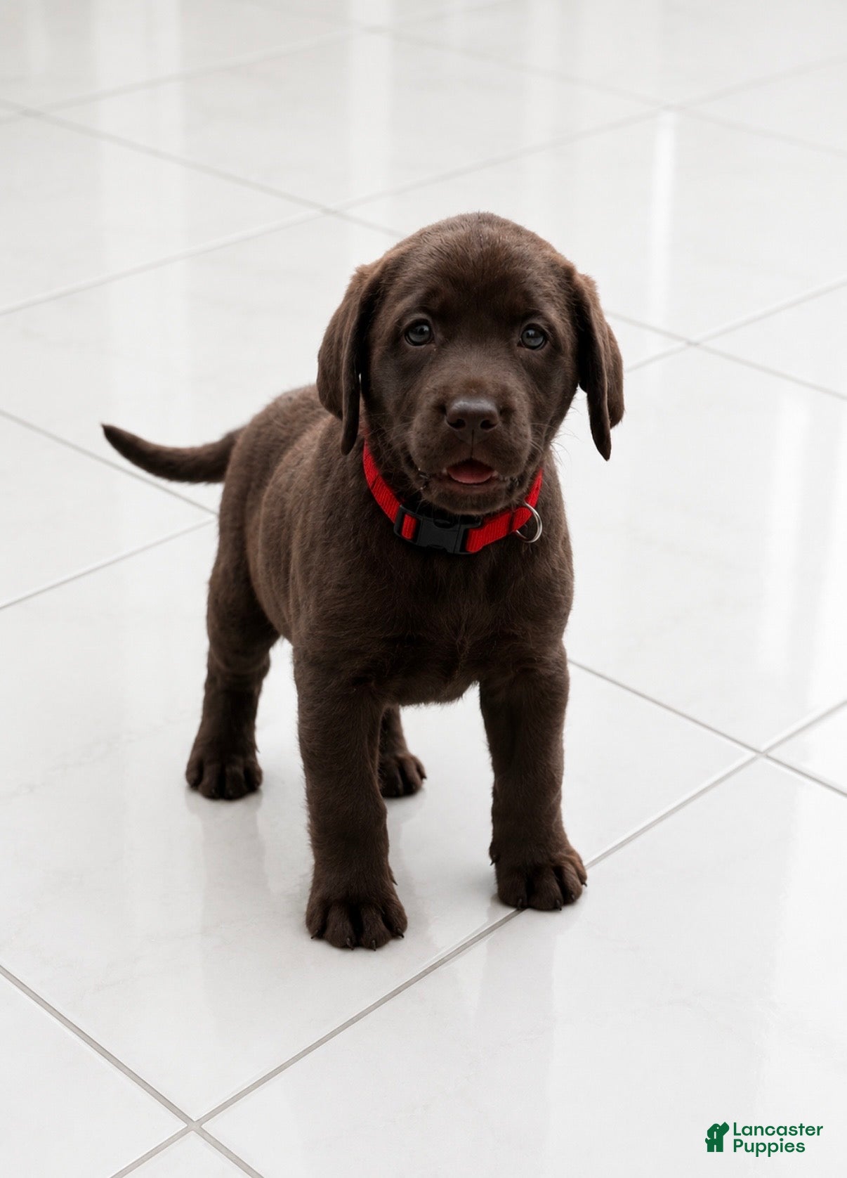 Labrador Retriever dogs for sale: Labrador Retriever Puppy 4 - Ad 1