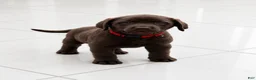 Labrador Retriever dogs for sale: Labrador Retriever Puppy 4 - Ad 1