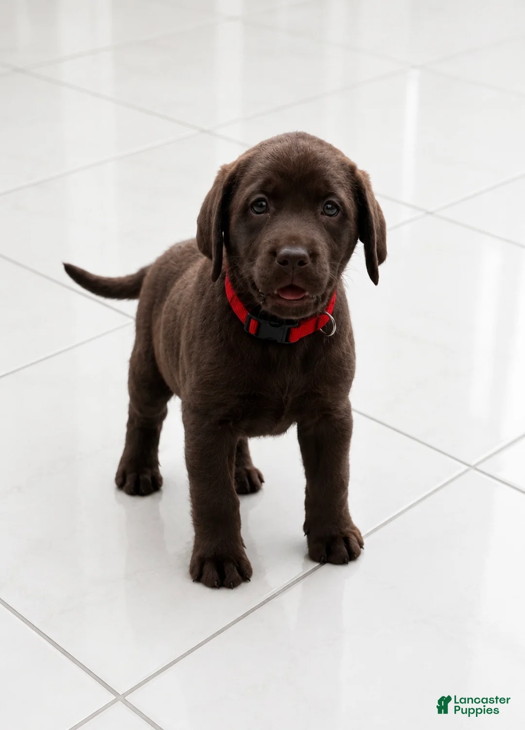Labrador Retriever dogs for sale: Labrador Retriever Puppy 4 - Ad 1