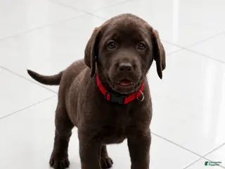 75 Lb Lab Chocolate Labrador Retriever Puppies for sale | Lancaster Puppies