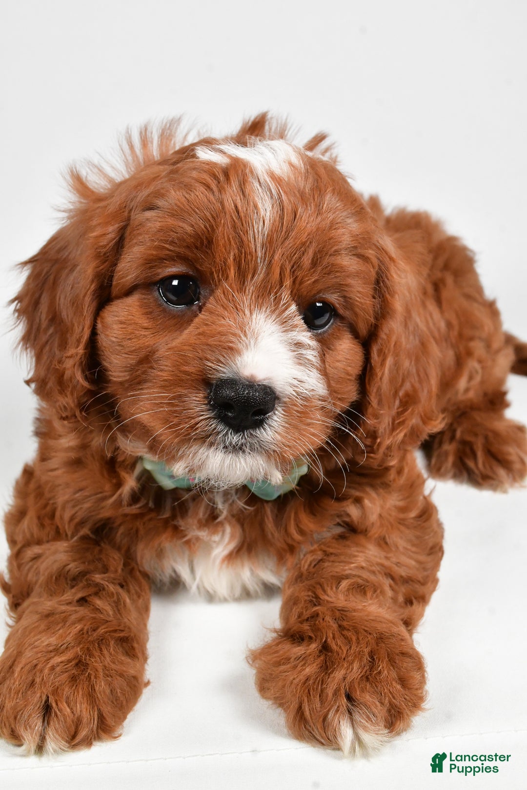Cavapoo dogs for sale: Lonnie - Ad 4