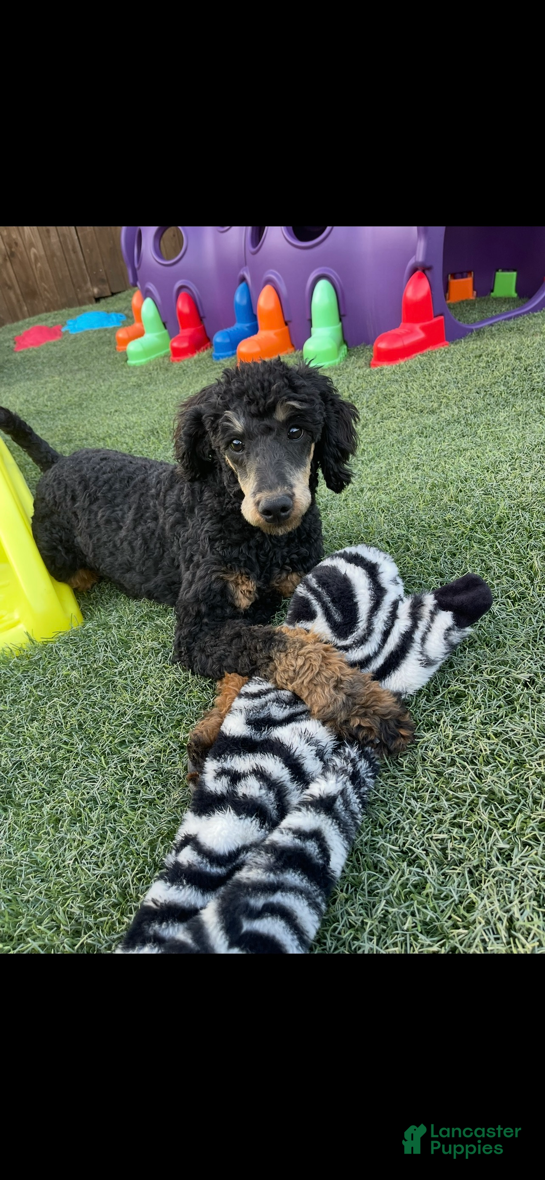 Miniature Poodle dogs for sale: Akc Clear 🧬 Moyen Boy Cinch - Ad 8