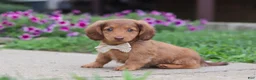 Miniature Dachshund dogs for sale: Grace - Ad 5