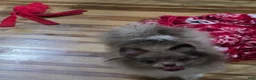 Pomeranian dogs for sale: Bear male Pomeranian  - Ad 5