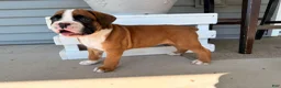 Boxer dogs for sale: Daisy - Ad 3