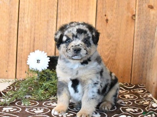 Mixed Breed dogs - Ad 26