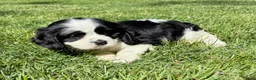 Cavalier King Charles Spaniel dogs for sale: Cavalier King Charles Spaniel Puppy 3 - Ad 2