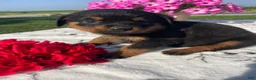 Rottweiler dogs for sale: Twinkle - Ad 3