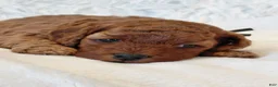 Cockapoo dogs for sale: Isaiah_Male - Ad 6