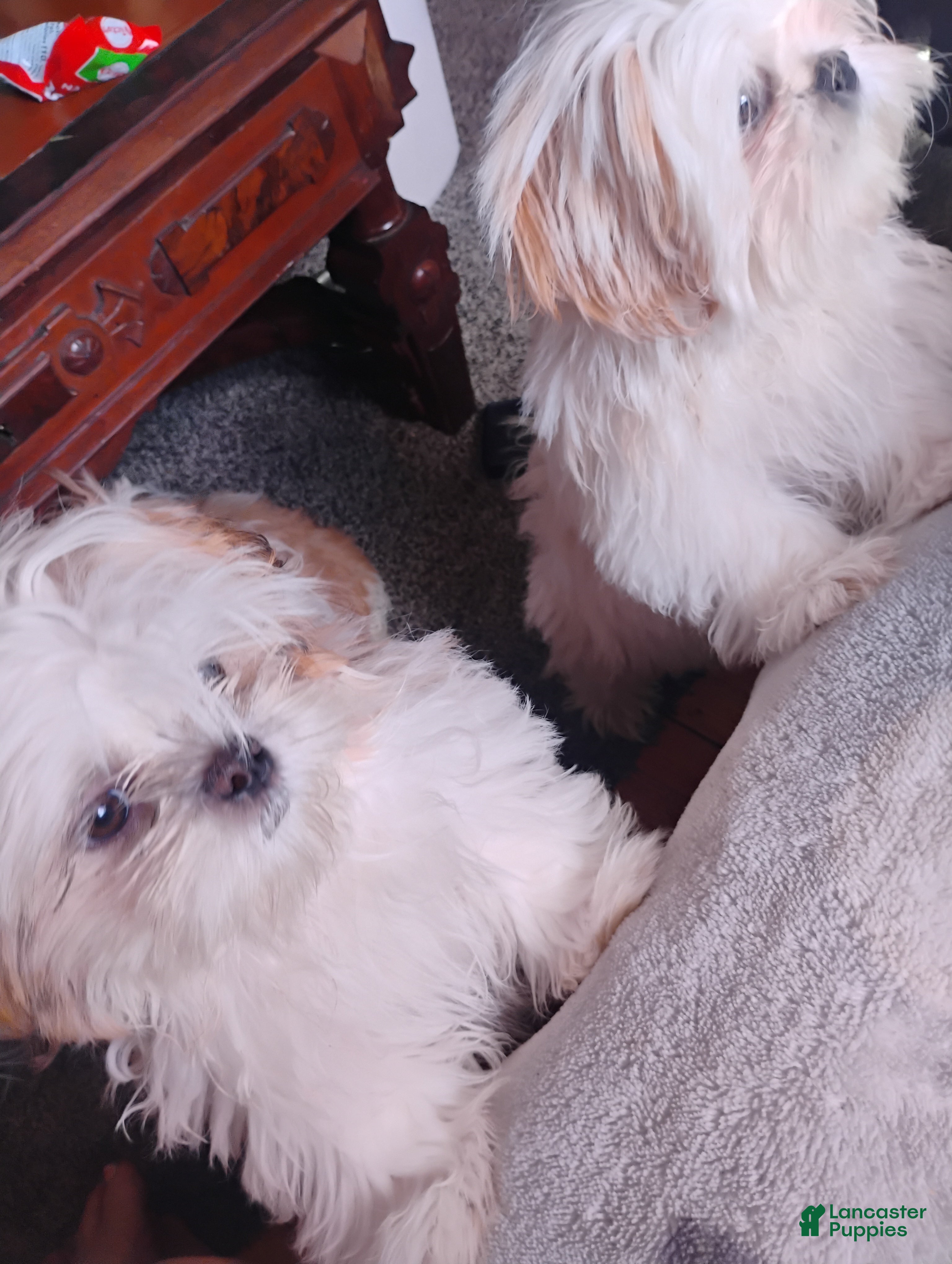 Shih Tzu dogs Shih Tzu 4 Fiona May - Ad 34