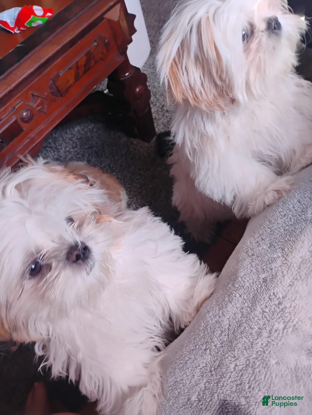 Shih Tzu dogs for sale: Shih Tzu 4 Fiona May - Ad 1