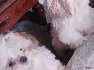 Shih Tzu dogs Shih Tzu 4 Fiona May - Ad 34