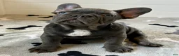 French Bulldog dogs for sale: Rex - Ad 2