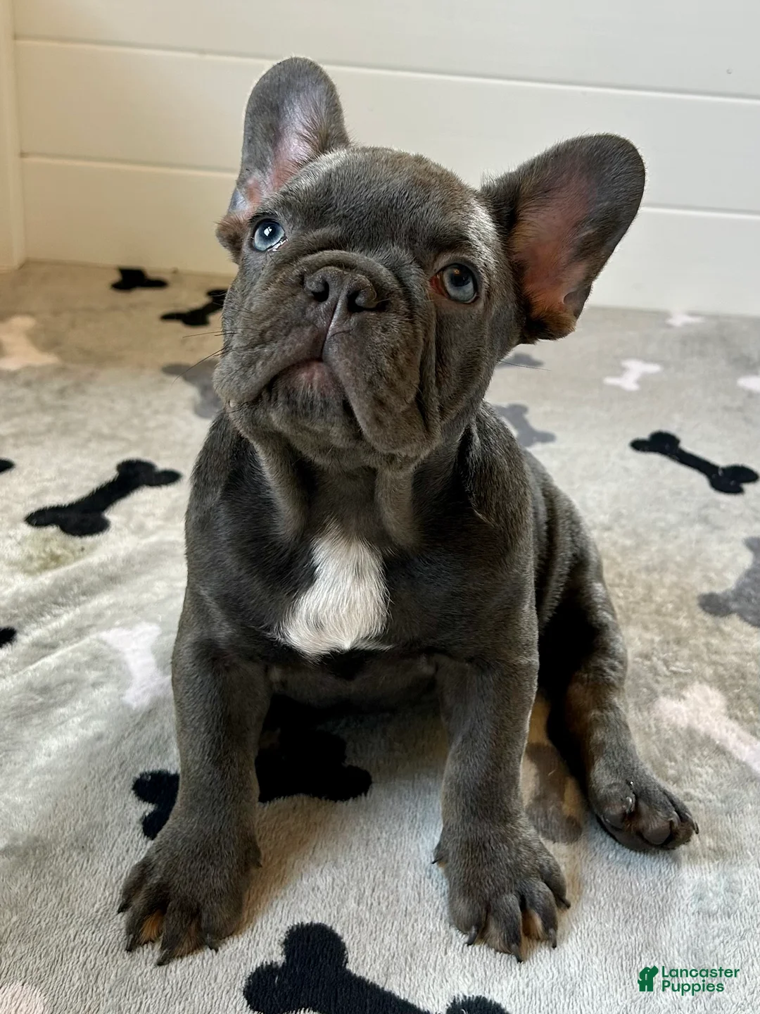 French Bulldog dogs for sale: Rex - Ad 2