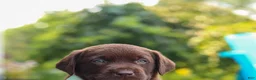 Labrador Retriever dogs for sale: Echo - Ad 4