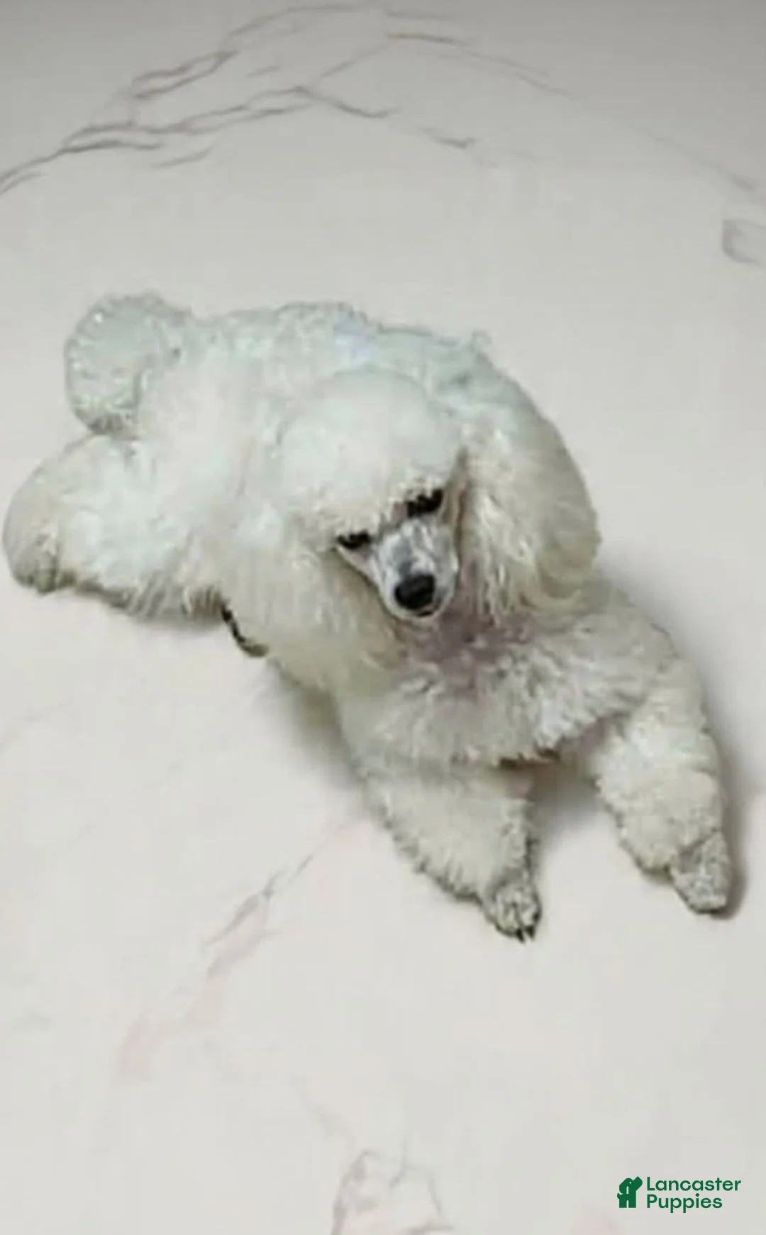 Miniature Poodle dogs for sale: Diamonds - Ad 5