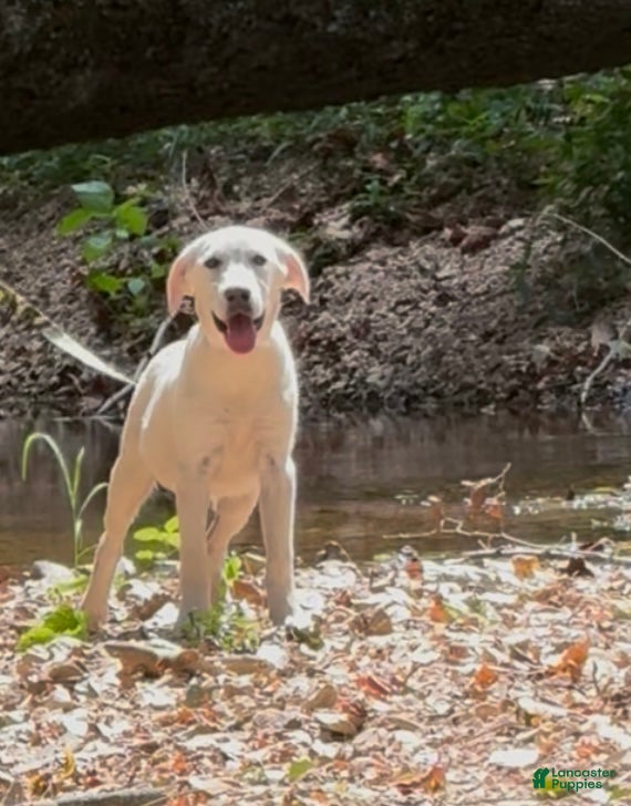 Labrador Retriever Russel