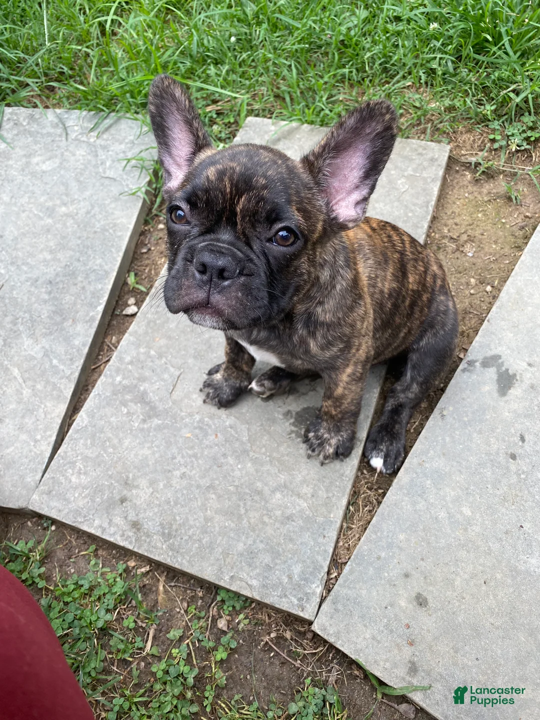 Mixed Breed dogs for sale: Mixed Breed 2 - Ad 2
