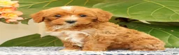 Cavapoo dogs for sale: Anthony - Ad 5