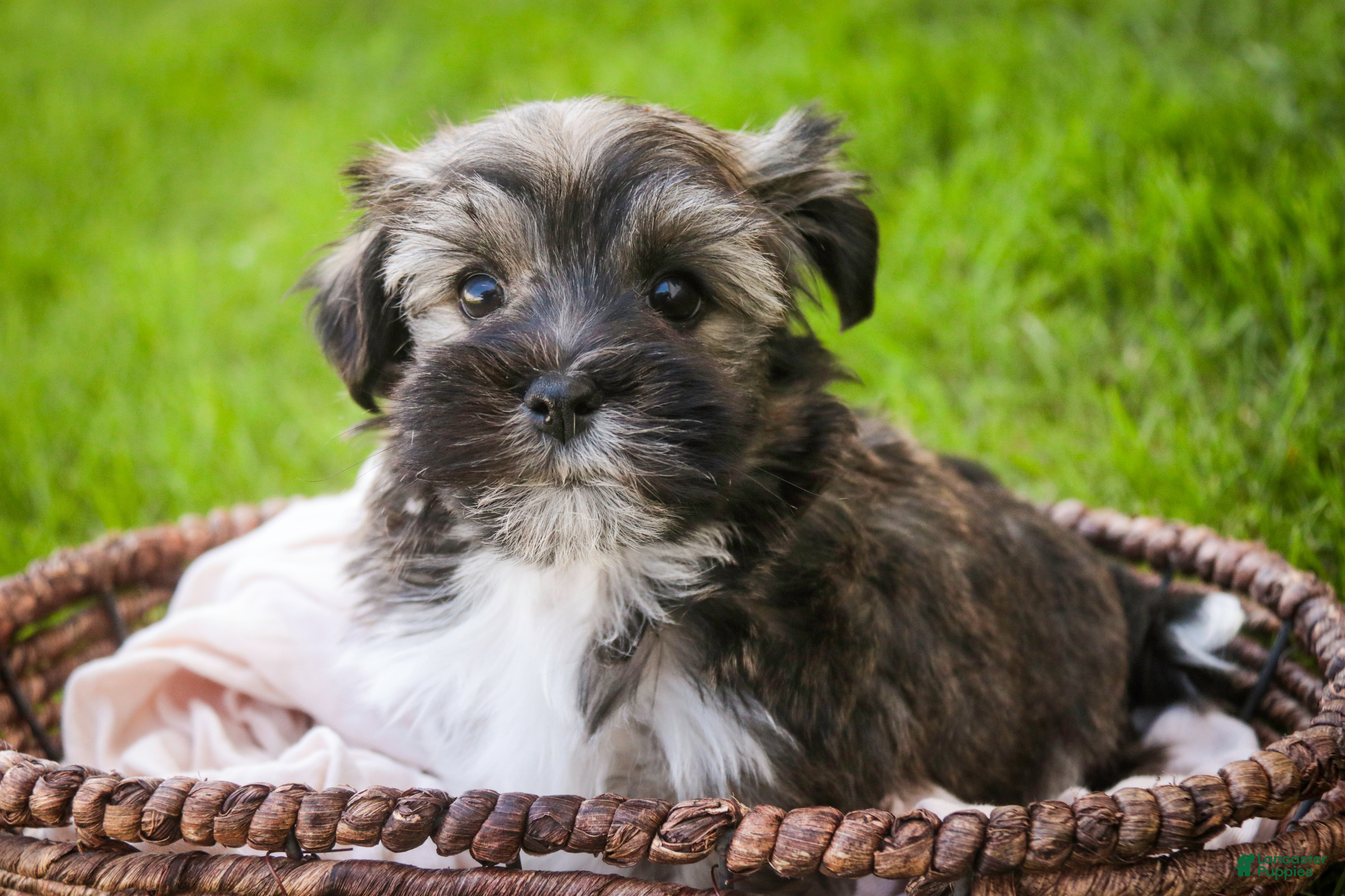 Havanese dogs Spunky - Ad 2