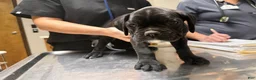 Boxer dogs for sale: Rio AKC Euro - Ad 2