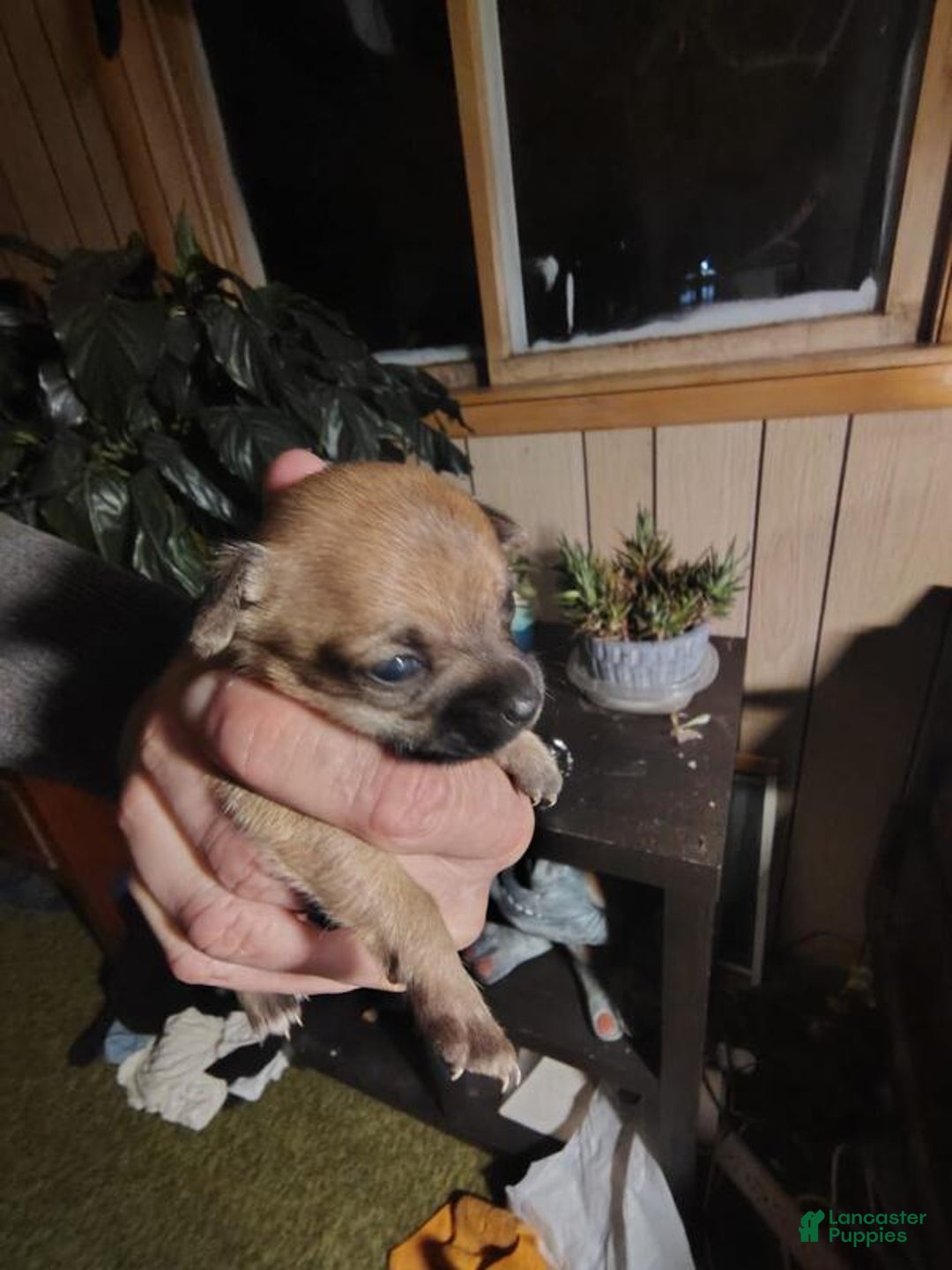 Chihuahua dogs for sale: Chihuahua Puppy 2 - Ad 5