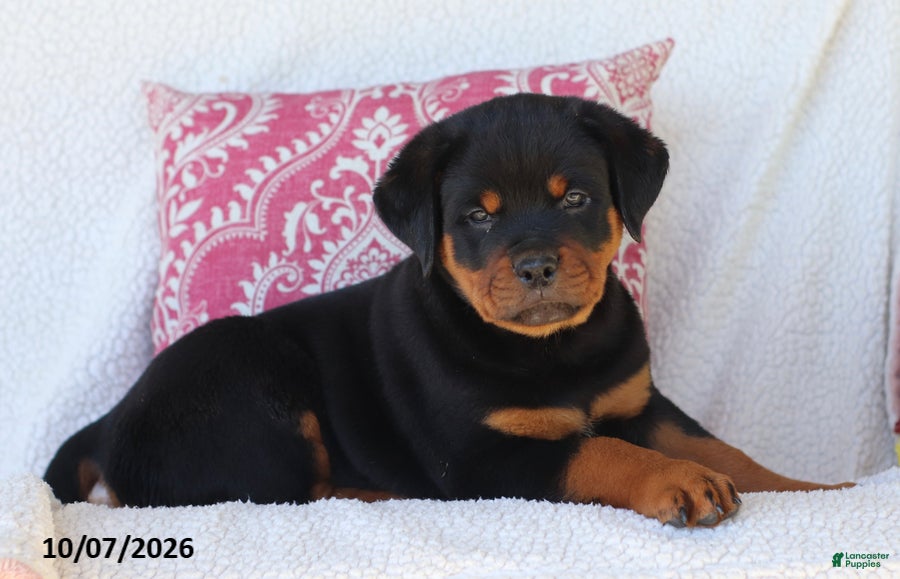 Rottweiler dogs Jojo - Ad 1