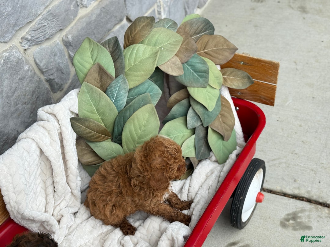 Toy Poodle dogs for sale: Kinsley - Ad 3