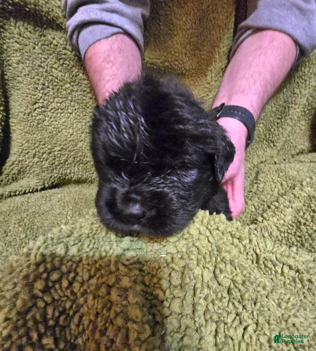 Newfoundland dogs for sale: Newfoundland Puppy 8 girl - Ad 2