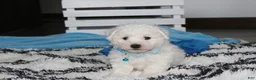 Bichon Frise dogs for sale: Karter  - Ad 4
