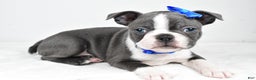 Boston Terrier dogs for sale: Griffin - Ad 2