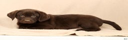 Labrador Retriever dogs for sale: Jax - Ad 4