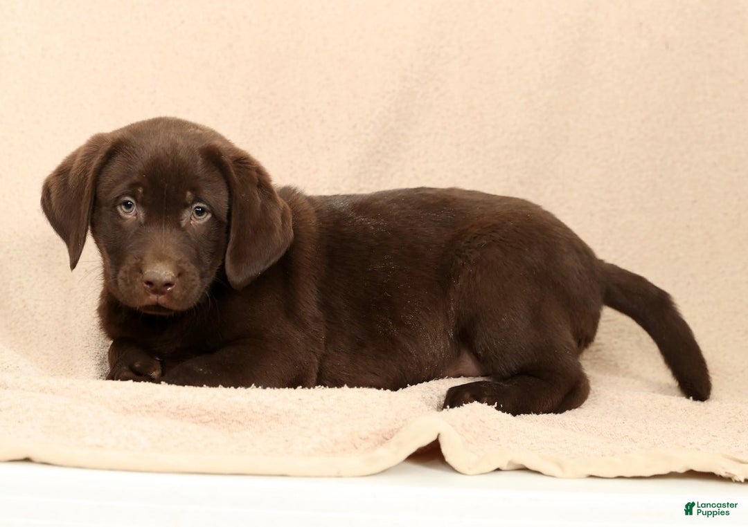Labrador Retriever dogs for sale: Jax - Ad 4