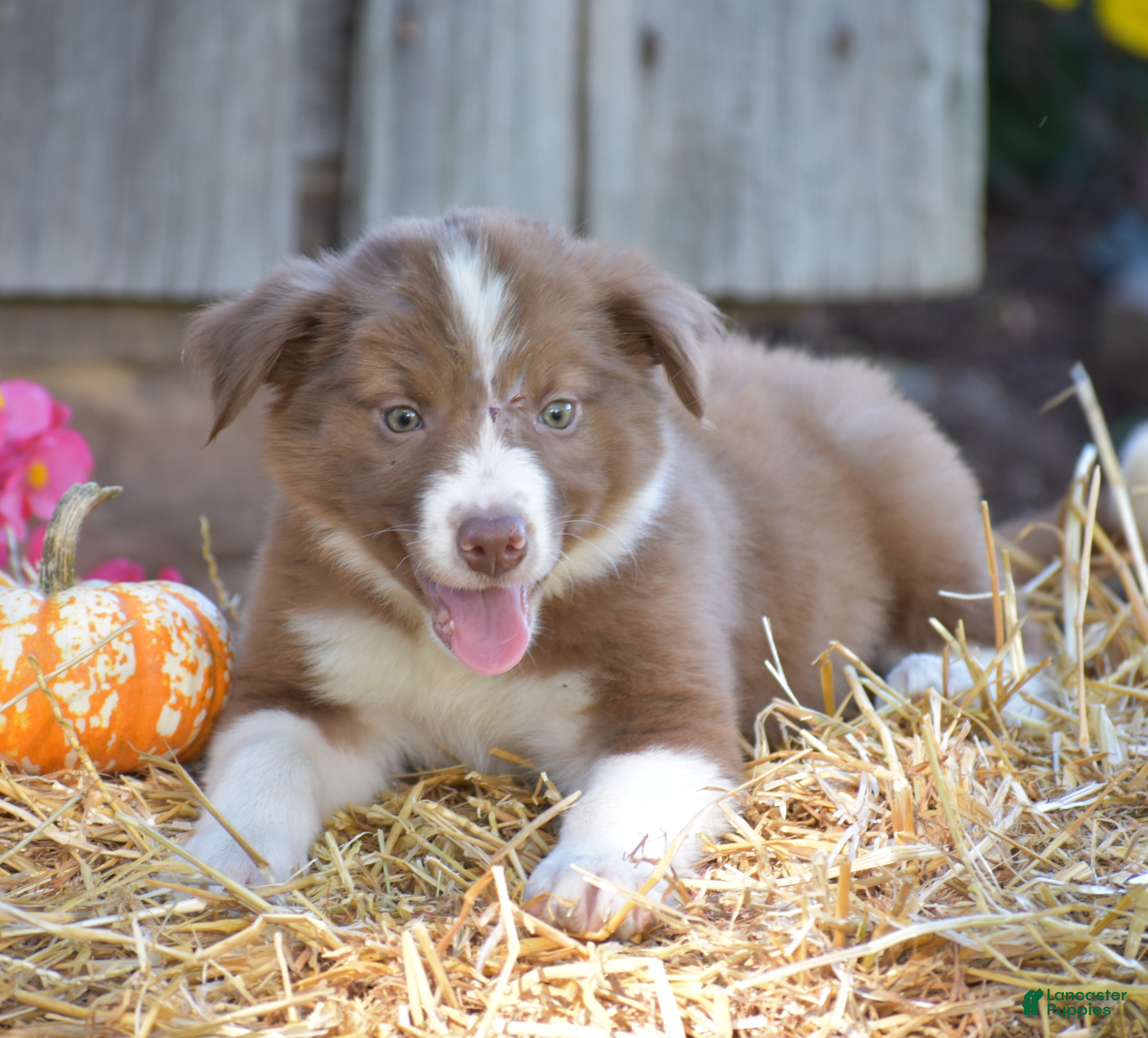 Border Collie dogs Tilly - Ad 1