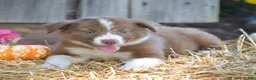 Border Collie dogs for sale: Tilly - Ad 1
