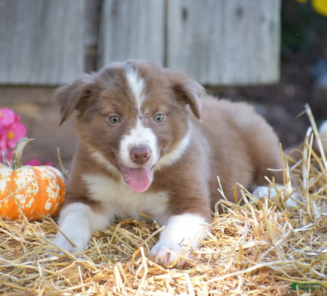 Border Collie dogs for sale: Tilly - Ad 1